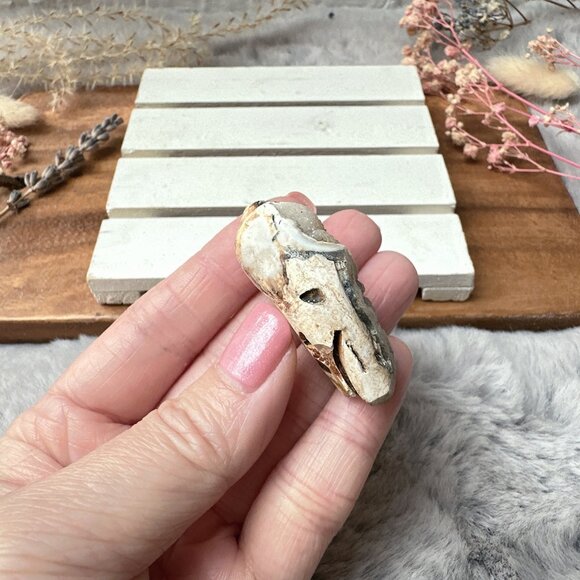 Beautiful Small Fossil Shell - Picture 3 of 5